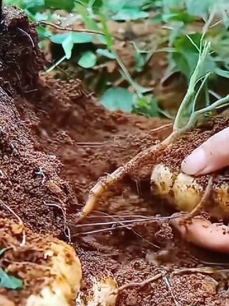 #快来一起尝个鲜 贵州地萝卜#优质农产品 #山货 #土特产 #农产品