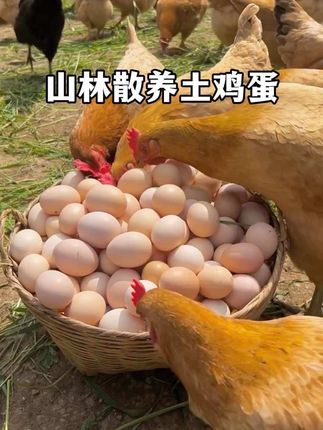 农家散养土鸡蛋,现捡现发,口感鲜美,营养丰富!#农村土鸡蛋 #鸡蛋 #土鸡蛋#生态散养土鸡 #捡鸡蛋
