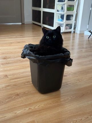 你也没说你家垃圾桶不能扔垃圾啊… #萌宠成精了 #猫咪的迷惑行为 #小黑猫
