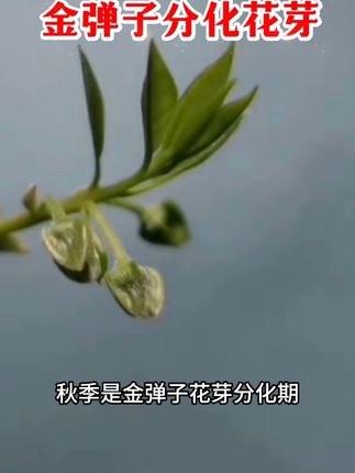 秋季是#金弹子 花芽分化期,金弹子如何区分工母花芽你知道吗?#养花小知识 #爆芽速原液 #园艺生活