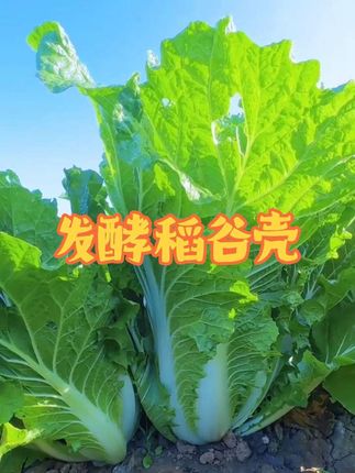 #稻壳 #发酵稻壳 #我的小菜园 #优质农产品 #超便宜超划算