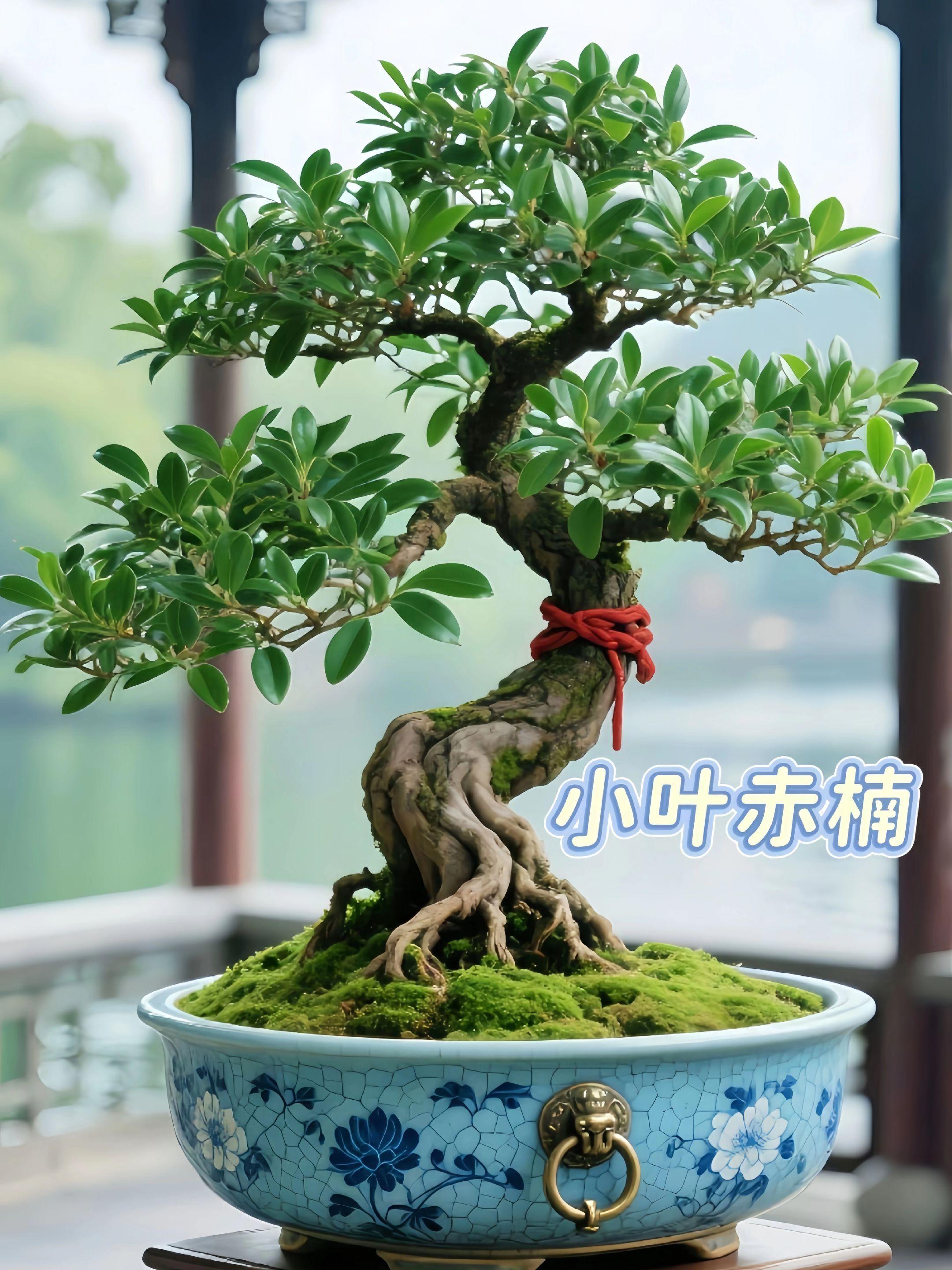 #爱生活爱养花 #每日分享 #室内绿植