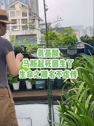 氨基酸被誉为生命之源,它的作用大到会超乎你的想象,关键时刻可以救命,一句话植物的根就是生命,氨基酸可以促进植物爆根,而且目前为止我没有看到比它更强的了,希望大家都去深入了解一下!家庭养花种菜必备,一瓶只要十几米,对于我这个养花人来说,它真的是便宜又好用#氨基酸 #生根爆芽#三角梅 #花卉绿植 #养花种菜 必备