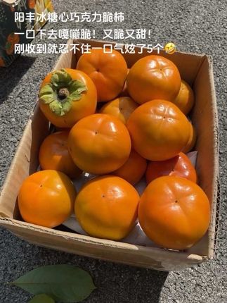 阳丰冰糖心巧克力脆柿也太绝了!一口咬下去满是“嘎嘣脆”的爽感,甜意还直往舌尖冒~刚拆箱没忍住,直接炫完5个,根本停不下来!#阳丰脆柿 #巧克力脆柿子 #新鲜应季水果 #又脆又甜 #口感特别好