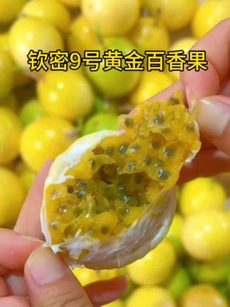 夏日水果炸弹!钦密9号黄金百香果,甜到心坎里~果肉饱满多汁,一口就爱上。#钦密9号#黄金百香果#百香果#超便宜超划算