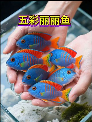 #丽丽鱼 鱼缸里少点色彩?快加几条五彩丽丽鱼!粉蓝交织的鳞片,游动时像飘着小彩带,低成本提升鱼缸颜值~#五彩丽丽鱼 #鱼缸造景 #观赏鱼 #养鱼日记