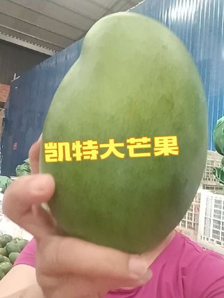 攀枝花凯特芒果,新鲜采摘,肉多核小#凯特芒果#芒果#新鲜应季水果 #水果