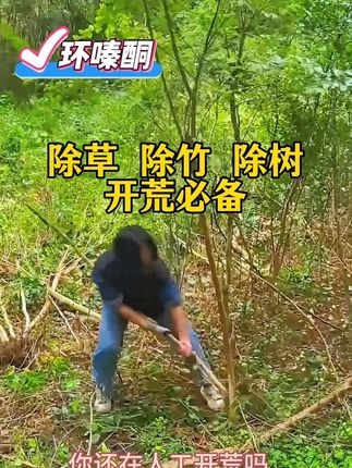 #环嗪酮 #开荒神器#除草#除竹