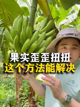 又到出蕾的时候了,您还在为香蕉长果实长不好苦恼吗,那就来看看吧!#农业种植 #三农 #抖音助农
