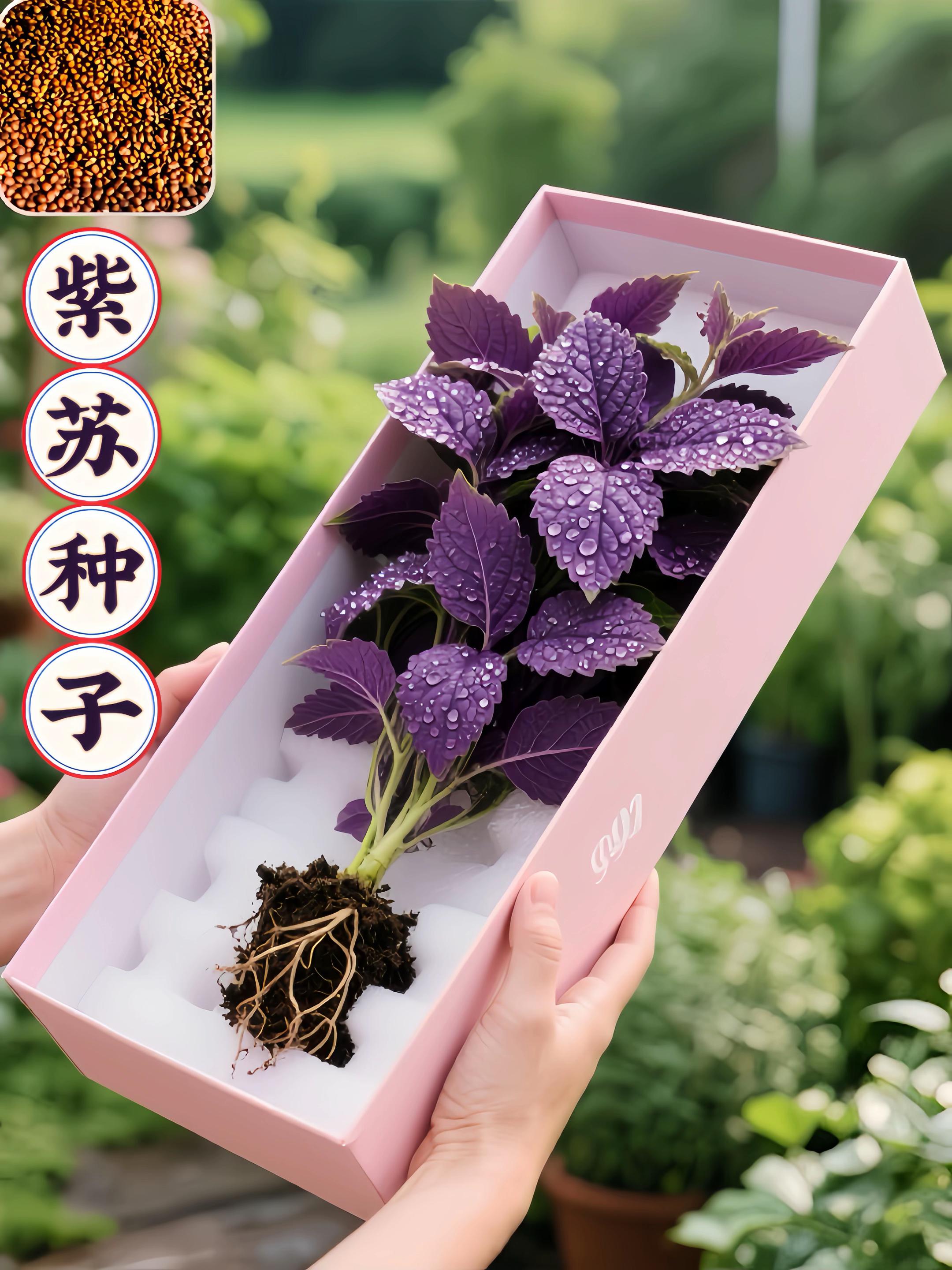 #紫苏 #蔬菜种子 #抖音助农 #农业种植 #三农 @DOU+小助手 @DOU+上热门