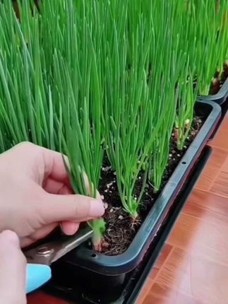 #四川红葱头#小香葱头#火葱头#好物推荐🔥