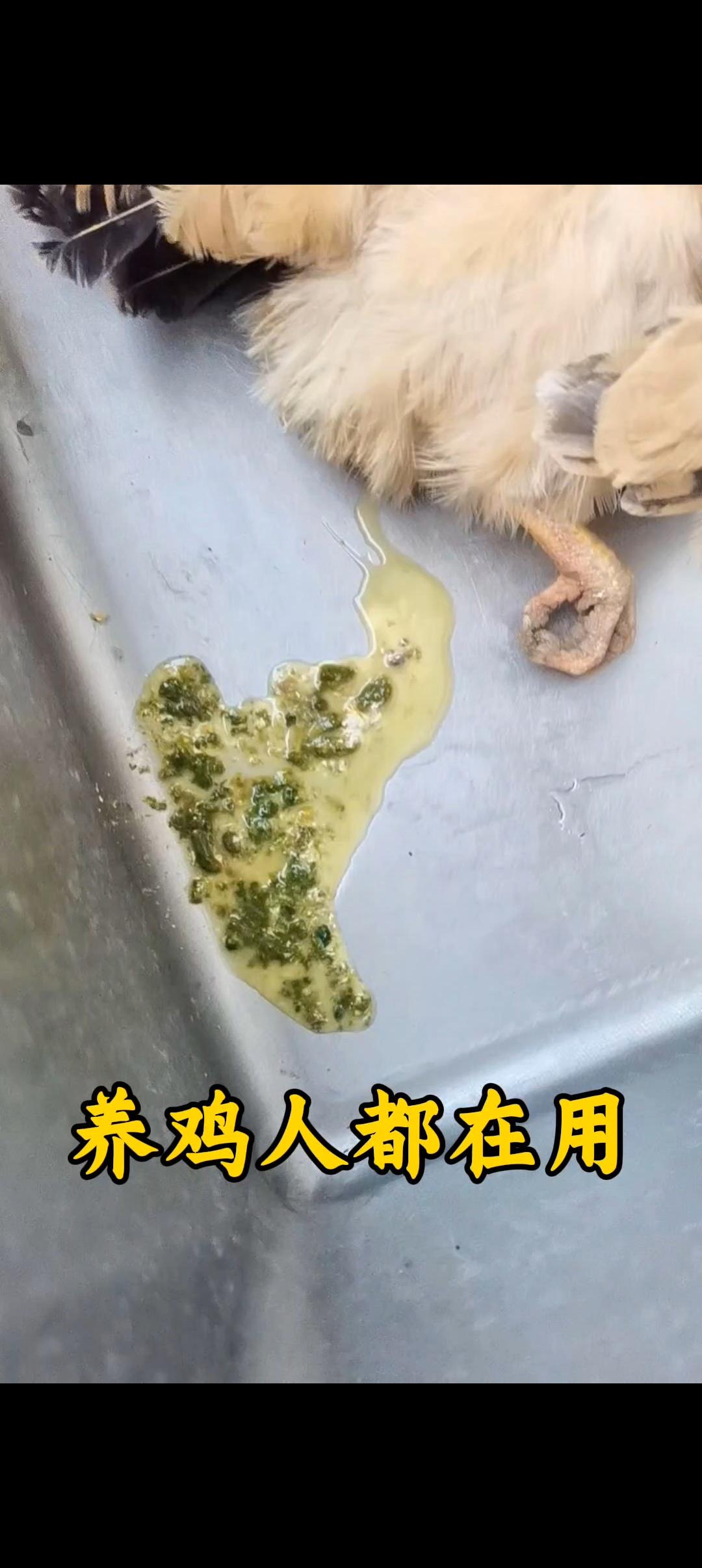 #养鸡 #鸡鸭鹅养殖 #农村散养土鸡 #科学养鸡 #养殖