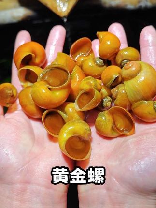 鱼缸清洁工上线!懒人养鱼必入黄金螺 还在天天捞残饵、刷缸壁?试试黄金螺这位“天然保洁员”! 它超会啃食缸内残粮、褐藻,软乎乎的身体蹭过,玻璃立马透亮。不用插电不用喂专门饲料,混养温顺不扰鱼,新手也能轻松上手。 养出清透鱼缸的小秘诀,现在入手,让鱼缸维护变简单~ #轻松养鱼 #养鱼日记 #工具螺 #鱼缸清洁 #黄金螺