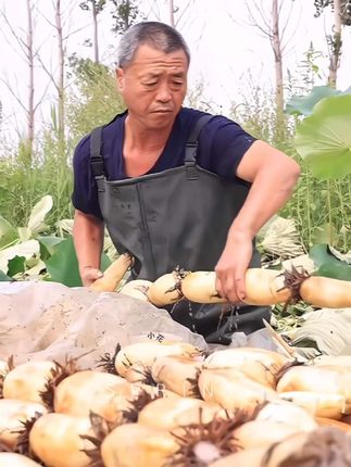 #我要上热门 洪湖粉藕,个头饱满,又粉又面,软糯鲜香,大人小孩都喜欢!#优质农产品 #好吃到停不下来 #洪湖莲藕 #软糯香甜 @DOU+小助手