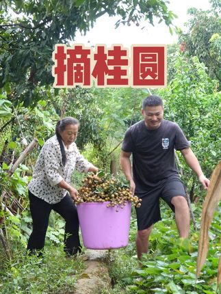 思雨带丈母娘沉浸式摘桂圆,一串一串的摘起好解压! #抖音新农人 #日常生活 #新鲜采摘 #新农人计划2025