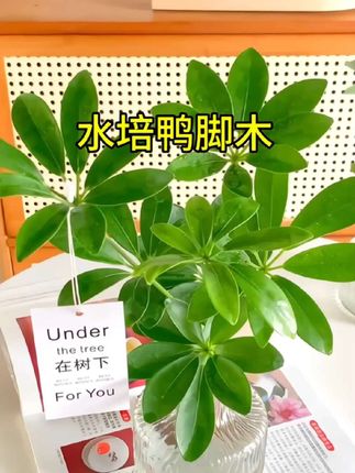 #鸭脚木#爱生活爱养花 #花卉绿植 #室内盆栽 #水培植物