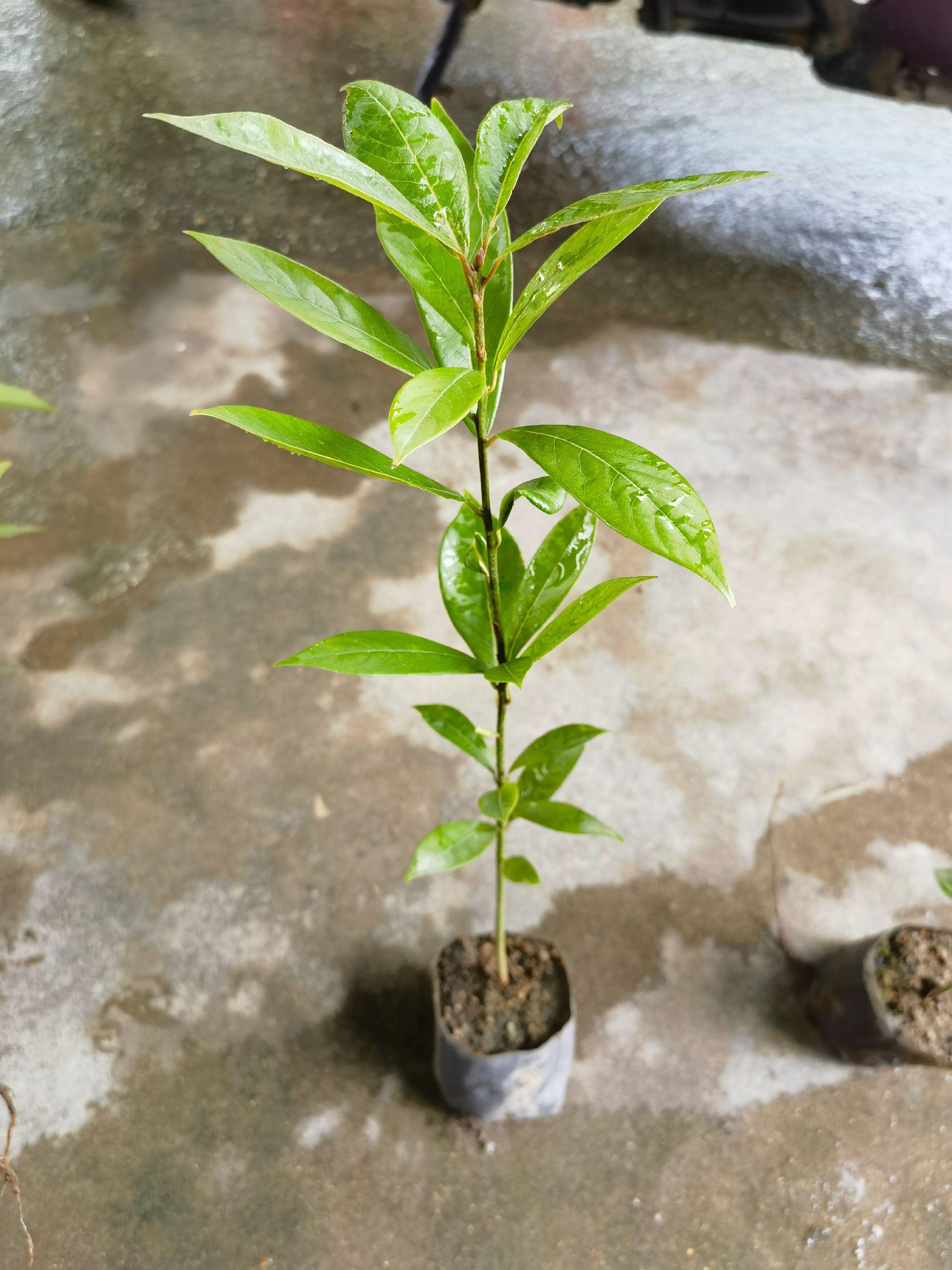 金丝楠木小杯苗#金丝楠木 #优质种苗
