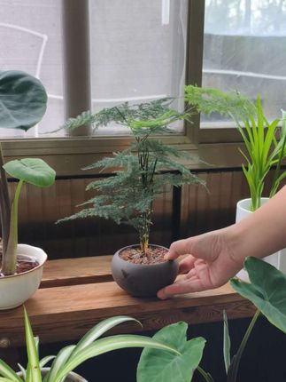 文竹喜欢通风明亮散光的地方养护,见干见湿不喜大水或勤水!适当施肥#爱生活爱养花