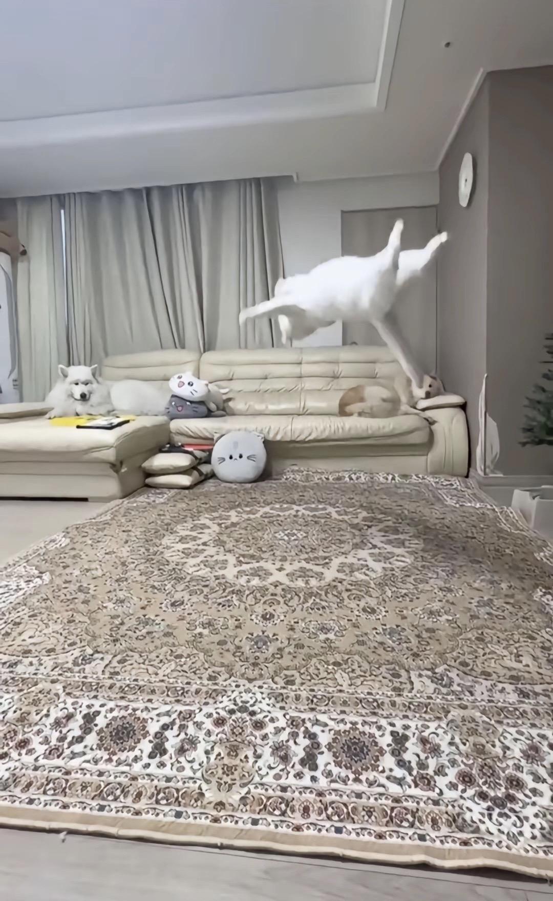 我真求你了 下次来我家玩吧 我家猫会后空翻@潮鞋小度(🉐平替) 她家👟靠谱