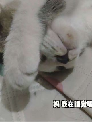 #猫咪