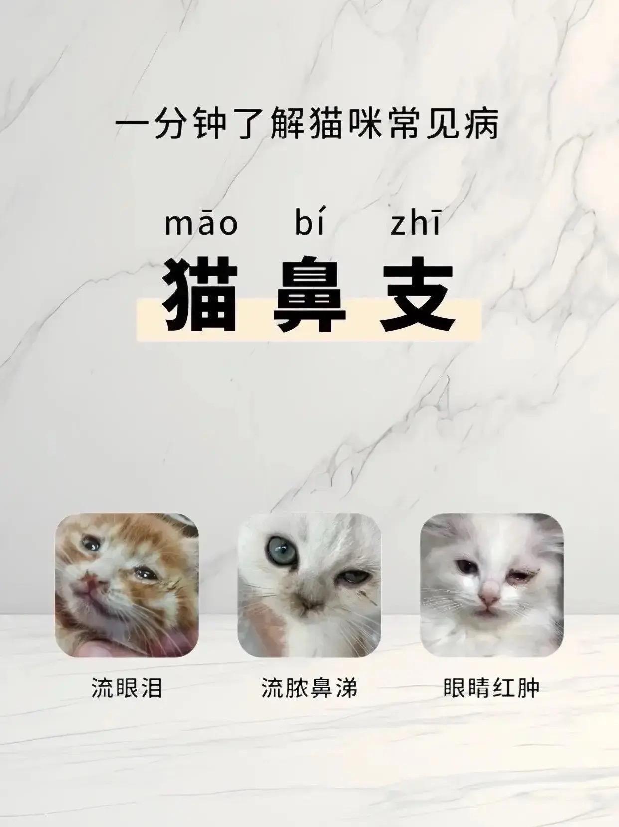 猫咪猫鼻支反反复复看过来!#猫鼻支#新手养猫#猫咪泪痕#猫咪打喷嚏流鼻涕#科斗学养宠攻略