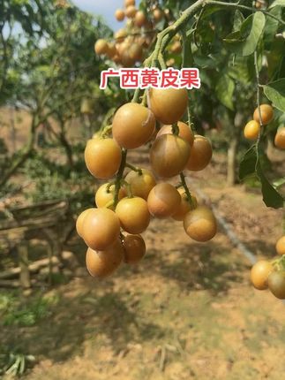 广西黄皮果最后几天了,进入尾声果了#硕果累累 #黄皮 #应季水果 #黄皮果 #酸甜