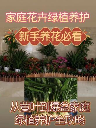 水培富贵竹勤换水、水位别太高,土培发财树宁干勿湿,一个月浇一次都没问题,摆放在通风处,招财绿植常年绿油油,旺家又好养!#养花小知识 #花卉绿植