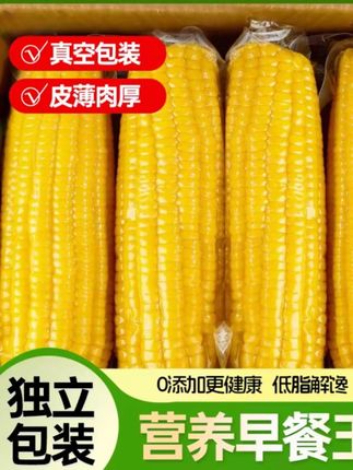 【新疆直发】黄糯玉米真空包装糯玉米黏糯玉米代餐粗粮早餐甜10