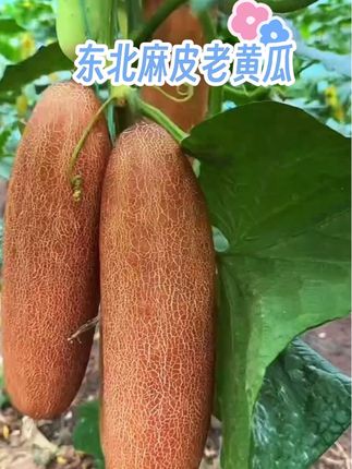 东北新鲜老黄瓜,麻皮的,产地发货,坏果包赔,做汤凉拌炒土豆片嘎嘎好吃#优质农产品#新鲜采摘#家乡特产#老黄瓜