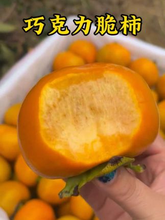 巧克力脆柿成熟啦!削皮就能吃,又脆又甜#优质农产品 #新鲜应季水果 #快来一起尝个鲜 #巧克力脆柿 #脆柿
