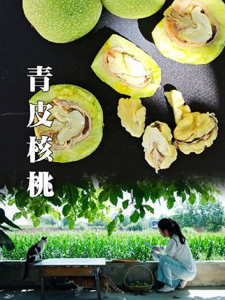 核桃青皮的汁儿染黄了掌心,也染黄了那年的午后。捏开脆壳,嫩仁的涩混着阳光的暖,是连风都偷不走的童年味。#抖音新农人#助农水果#青年创作者成长计划#乡村守护人#庆阳
