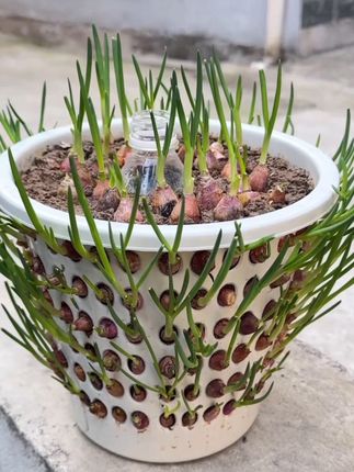 #红葱 #阳台种植 #楼顶菜园 #种植小技巧 #生活小妙招