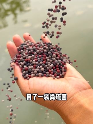 #粪硫菌 分解淤泥氧化底泥 去除#硫化氢 水产养殖专用