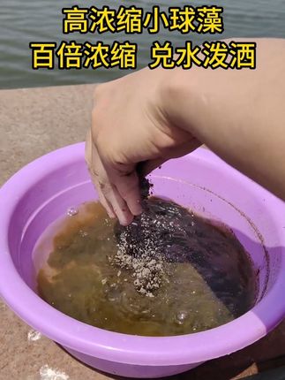 #水产养殖 #水产养殖技术 #肥水培藻培虫 #鱼耀 #小球藻
