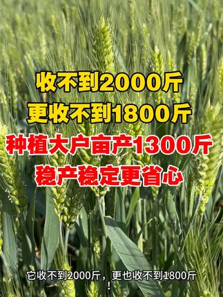种小麦稳产最重要,不要夸大,2000斤不现实! #农业种植 #三农 #三农种植 #农作物农技110