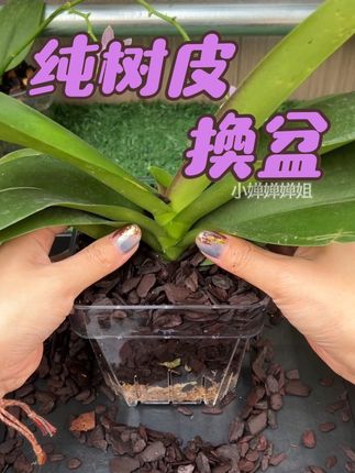 蝴蝶兰用纯树皮的换盆方法 #蝴蝶兰换盆 #蝴蝶兰养护 #兰花土 #树皮