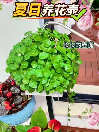 夏天养花壶 养花壶 #创作灵感  新款加厚家用园艺浇水壶大容量洒水壶长嘴园林植物浇花壶喷雾器#大容量长嘴浇花壶 #浇花喷壶家用 #生活好帮手 #超便宜超划算