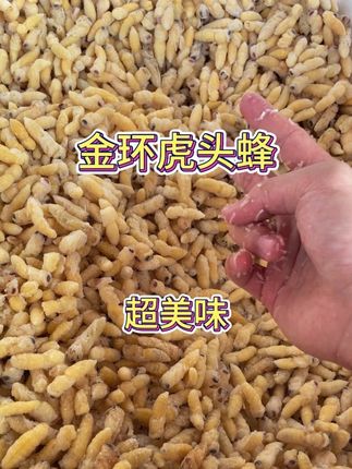 这个蜂蛹也太美味了吧 新鲜野生虎头蜂蜂蛹#农产品