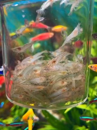 #黑壳虾 #黑壳虾除藻 #观赏虾 #养鱼日记 #超便宜超划算