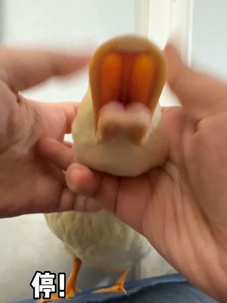 鸭:这个世界是一本巨大的番茄小说#神奇动物在抖音 #萌宠出道计划