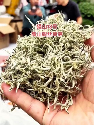 #茶叶 春尖银丝飘雪