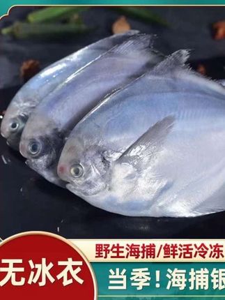 #爆款热卖中 #好物推荐 林蓝螺新鲜银鲳鱼/海捕鲳鱼速冻锁鲜肉质鲜嫩当季海捕/海鲜水产#银鲳鱼 #海鲜 #鲳鱼