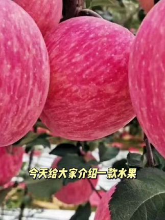 #新鲜采摘 #口感特别好 #脆甜多汁 #营养丰富 #红富士苹果