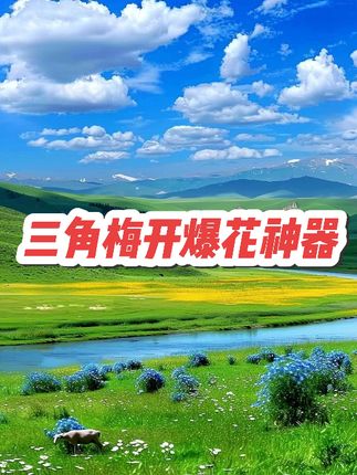 想要三角梅开爆花,快来试试这个#再生剂#三角梅 #绿植花卉 #营养液