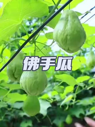 种一个瓜,承包了我一夏天的#蔬菜,它就是#佛手瓜,既可以吃叶,又可以吃瓜,种一次就可以连续采收好几个月,家里随便种上几个,真的再也不用买菜了。而且佛手瓜营养丰富,口感脆嫩,凉拌热炒都是鲜美十足,非常适合家庭种植。喜欢的朋友赶紧下单吧!#佛手瓜苗#种菜
