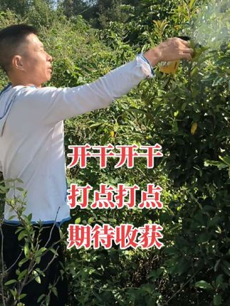 #户外 #金环虎头蜂#金环虎头蜂泡酒#金环诱蜂水#高温天气注意防暑 ,都说早起的鸟儿有虫吃我也来试试
