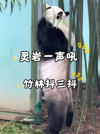 熊啸竹林 #大熊猫灵岩 #栾川竹海野生动物园 #大山里的动物园#灵岩猛熊咆哮