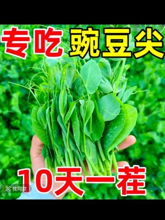 好吃的无须豌豆尖,春秋都能种!十几天就可以剪一茬,炒菜凉拌涮锅都好吃!你种了吗?#在家种菜花盆种菜#豌豆尖井豌豆苗种子#豌豆尖种子推荐#豌豆苗@DOU+小助手@巨量千川