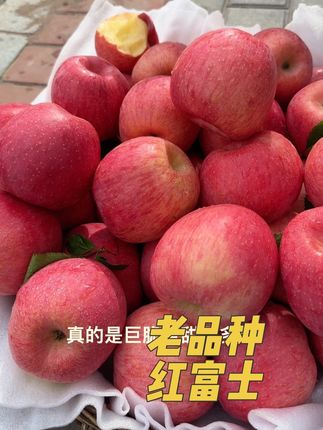 老品种红富士,生长周期久挂树时间长,果香味浓郁又脆又甜#洛川红富士 #优质农产品 #家乡特产