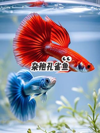 #观赏鱼 #杂袍孔雀鱼 #孔雀鱼 #养鱼日记 #鱼缸里的大自然